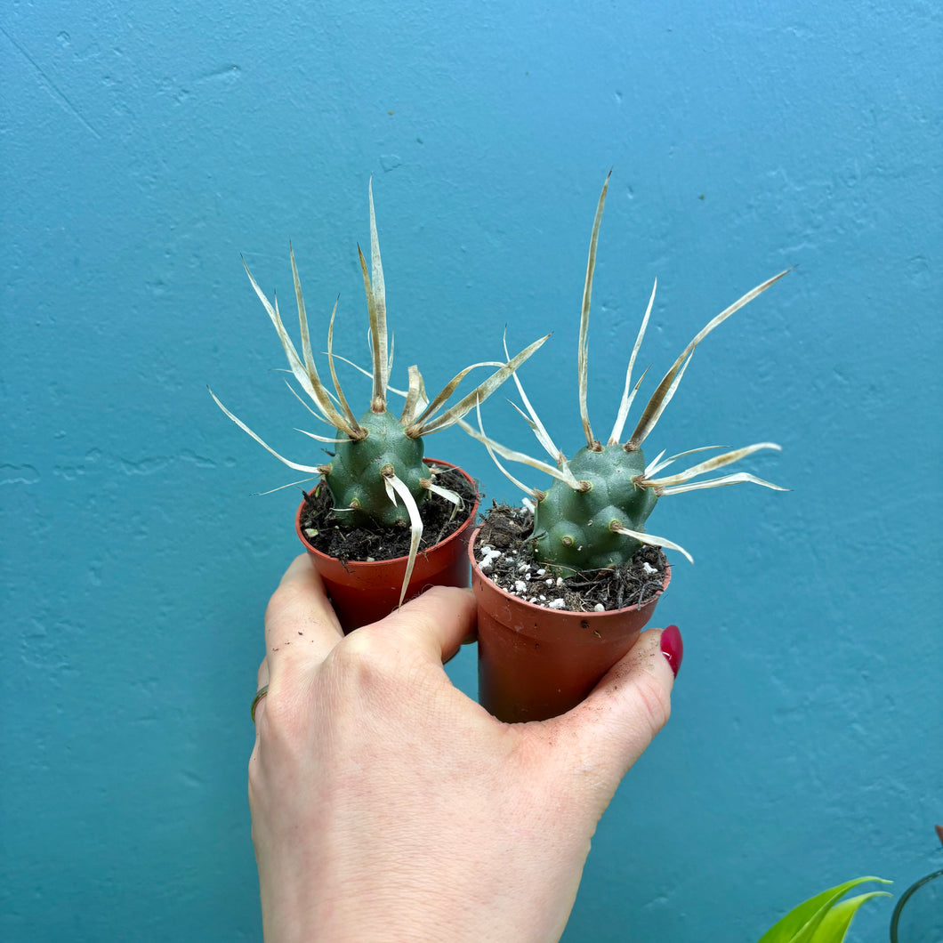 Tephrocactus Articulatus Papyracanthus 'Paper Spine Cactus'
