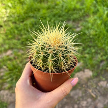 Load image into Gallery viewer, Echinocactus Grusonii 'Golden Barrel Cactus'
