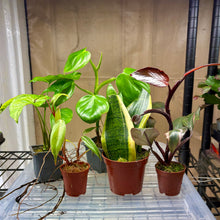 Load image into Gallery viewer, Home Grown Houseplant Wonky Bargain Bundle - Philodendron, Sansevieria &amp; Syngonium
