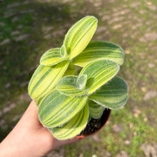 Load image into Gallery viewer, Tradescantia Sillamontana Variegated
