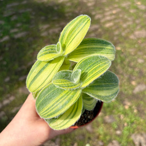 Tradescantia Sillamontana Variegated