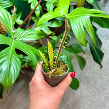 Load image into Gallery viewer, Hoya &amp; Rhipsalis Propagation Pot
