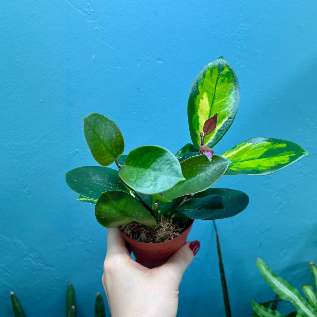 Hoya Australis/ Australis Lisa