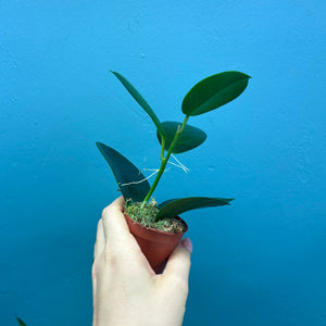 Hoya Australis Propagation Pot