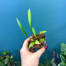 Load image into Gallery viewer, Anthurium Gracile Seedlings A
