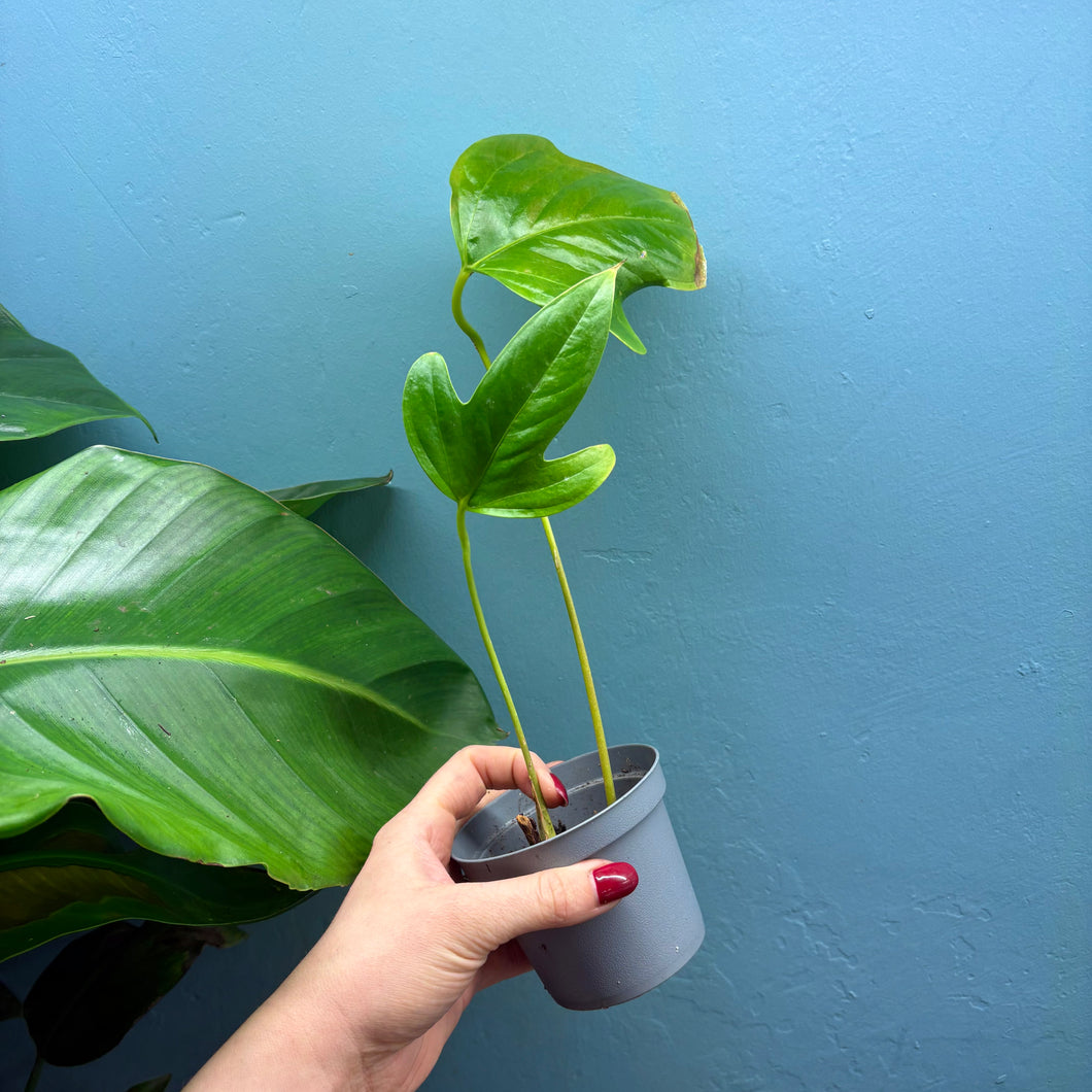 Anthurium Moronense Small Plant