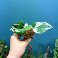Load image into Gallery viewer, Epipremnum Aureum N&#39;Joy
