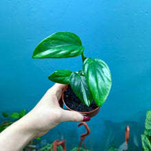 Load image into Gallery viewer, Monstera Standleyana &#39;Cobra Plant&#39;

