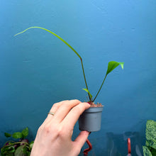 Load image into Gallery viewer, Anthurium Gracile Seedling C
