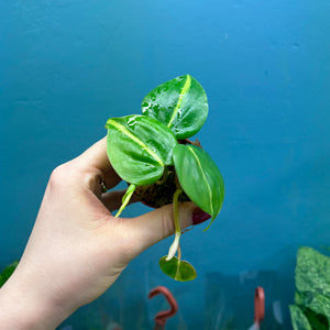 Philodendron Scandens 'Brasil' B