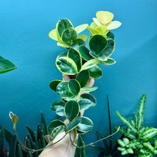 Load image into Gallery viewer, Hoya Australis Blondie
