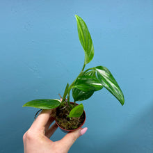 Load image into Gallery viewer, Monstera Standleyana 'Cobra Plant'
