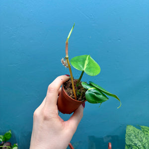 Philodendron Scandens 'Brasil' A