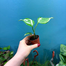 Load image into Gallery viewer, Epipremnum Aureum N&#39;Joy
