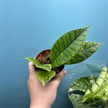 Load image into Gallery viewer, Hoya Callistophylla Propagation Pot
