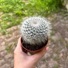 Load image into Gallery viewer, Mystery Medium Cactus Mix
