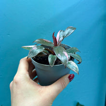 Load image into Gallery viewer, Philodendron &#39;Pink Princess&#39; Marble
