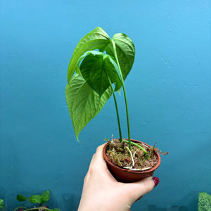 Amydrium Medium Silver Rooted Cutting