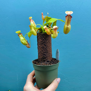 Nepenthes On Trunk (Carnivorous Plant)