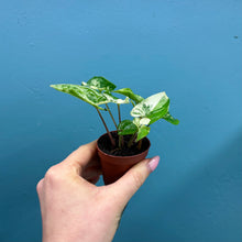 Load image into Gallery viewer, Syngonium Podophyllum Albo Variegata Rooted Cutting
