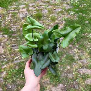 Hemionitis Arifolia 'Heart Fern'