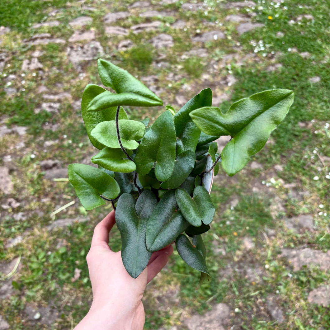 Hemionitis Arifolia 'Heart Fern'