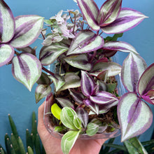 Load image into Gallery viewer, Propagation Bundle Tub 77 - Tradescantia Brightness, Zebrina, Callisia Pink Lady &amp; Epiphyllum
