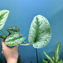 Load image into Gallery viewer, Scindapsus &#39;Trebie&#39; Rooted Cutting
