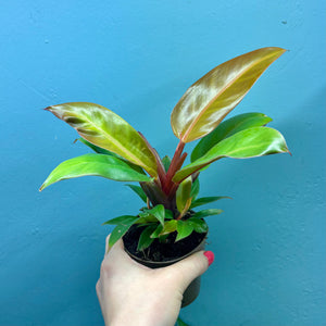 Philodendron 'Prince of Orange'