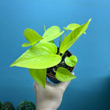 Load image into Gallery viewer, Epipremnum Aureum 'Neon Pothos' B
