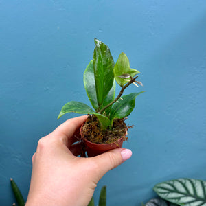 Baby Hoya Sunrise Propagation Pot