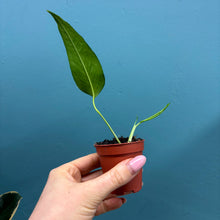 Load image into Gallery viewer, Epipremnum 'Skeleton Key'
