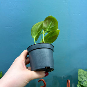 Philodendron Camposportoanum