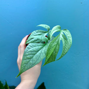 Amydrium Medium Silver Rooted Cuttings