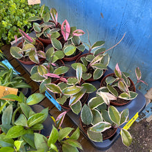 Load image into Gallery viewer, Hoya Carnosa Tricolour &#39;Flamingo Dream&#39;
