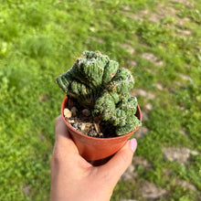 Load image into Gallery viewer, Cereus Peruvianus Monstrosus Cristata
