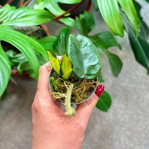 Hoya & Rhipsalis Propagation Pot