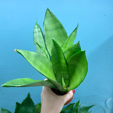 Load image into Gallery viewer, Sansevieria Trifasciata &#39;Snake Plant&#39; Moonshine
