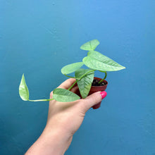 Load image into Gallery viewer, Epipremnum Pinnatum &#39;Cebu Blue&#39; Rooted Cuttings
