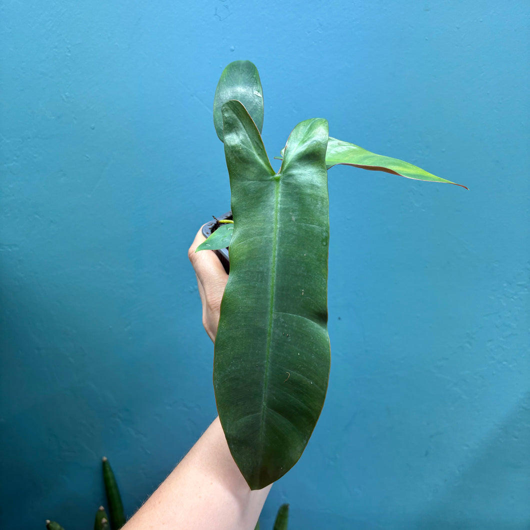 Philodendron Atabapoense A