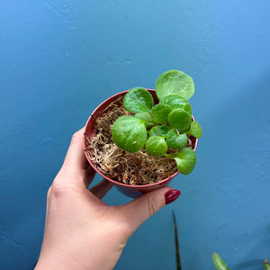 Streptocarpus 'Pretty Turtle' Rooted Propagation Small Plant