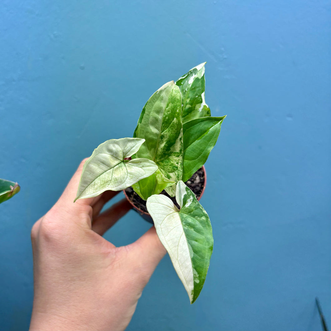 Syngonium Podophyllum Albo Variegata Propagation Pot