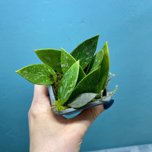 Load image into Gallery viewer, Hoya Gracilis
