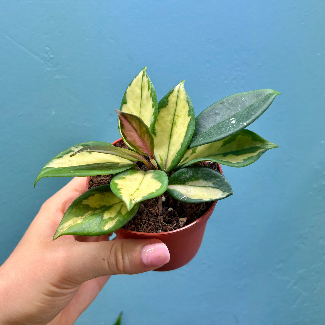 Hoya Tricolour 'Krimson Princess'