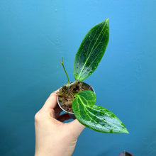 Load image into Gallery viewer, Hoya Soligamiana Propagation Pot
