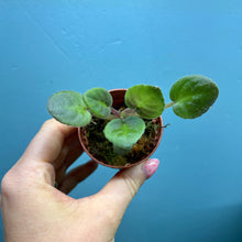 Load image into Gallery viewer, Saintpaulia 'African Violet' Propagation Small Plant
