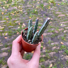 Load image into Gallery viewer, Senecio Stapeliiformis 'Pickle Plant'
