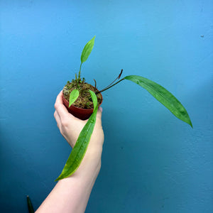 Anthurium Gracile Small Plant