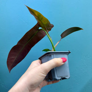 Philodendron Atabapoense A