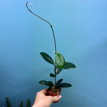 Load image into Gallery viewer, Hoya Australis Propagation Pot
